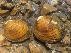 Fusconaia subrotunda