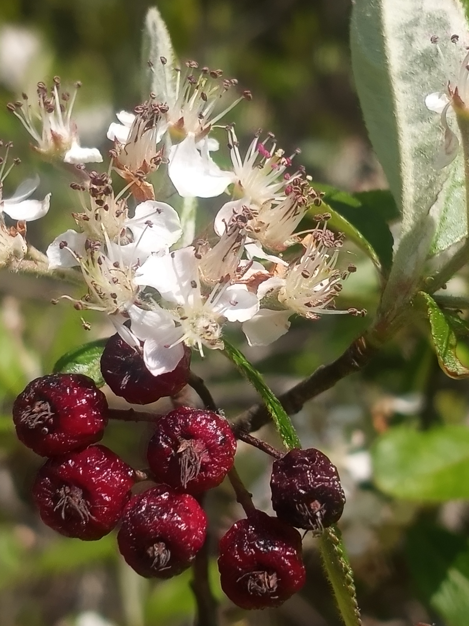 Aronia