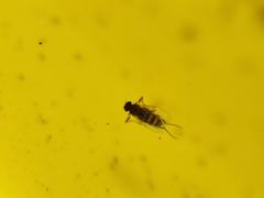 Metopininae