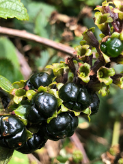 Phyllostegia grandiflora