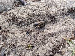 Colletes cunicularius