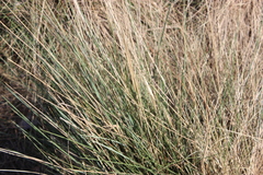 Calamagrostis × acutiflora