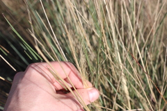 Calamagrostis × acutiflora