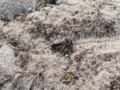 Colletes cunicularius