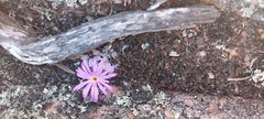 Conophytum minusculum