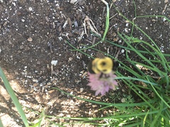 Bombus griseocollis