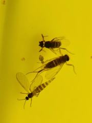 Metopininae