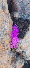 Conophytum minusculum