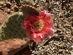 Opuntia basilaris