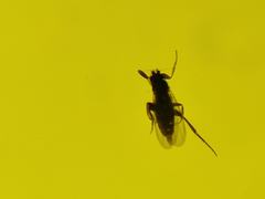 Metopininae