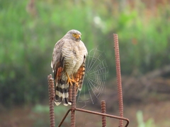 Rupornis magnirostris