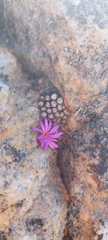 Conophytum minusculum
