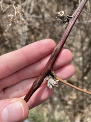 Neolasioptera nodulosa