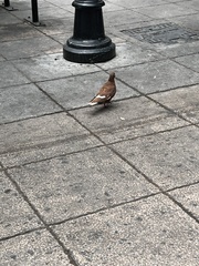 Columba livia domestica