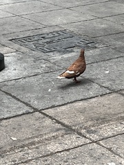 Columba livia domestica