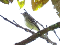 Elaenia