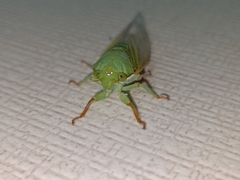 Dundubia