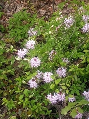 Rhododendron atlanticum