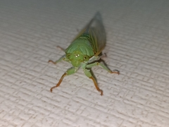 Dundubia
