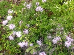 Rhododendron atlanticum
