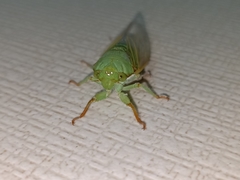Dundubia
