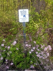 Rhododendron atlanticum