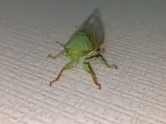 Dundubia