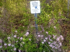 Rhododendron atlanticum