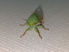 Dundubia
