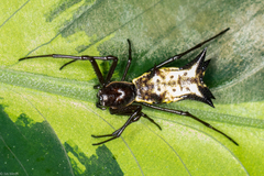 Micrathena nigrichelis