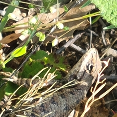Sceloporus occidentalis