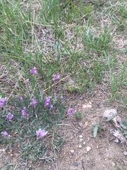 Astragalus spatulatus