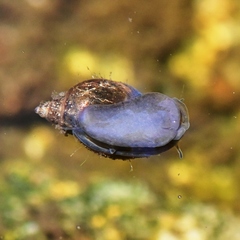 Physa acuta