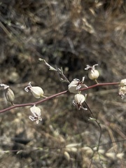 Streptanthus glandulosus albidus