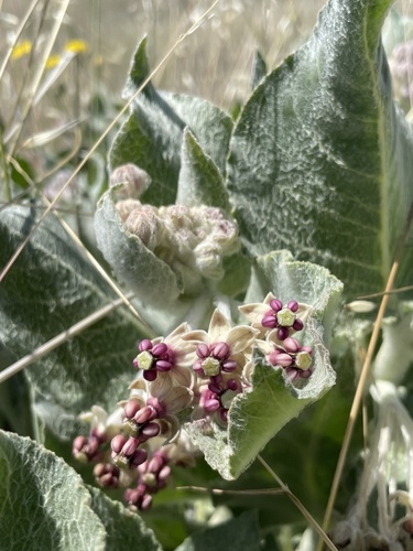 iNaturalist observation photo of California milkweed