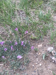 Astragalus spatulatus