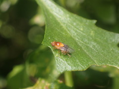 Thaumatomyia rubida