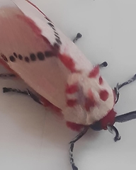 Trosia nigropunctigera