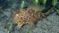 Antennarius scaber
