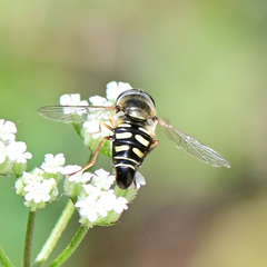 Eupeodes volucris