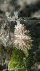 Archierato maugeriae