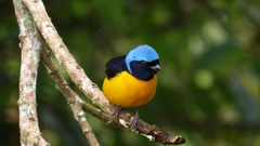 Chlorophonia cyanocephala