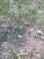 Astragalus spatulatus
