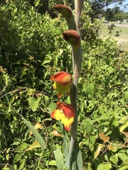 Gladiolus dalenii