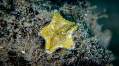 Goniaster tessellatus