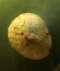 Phylloxera conica