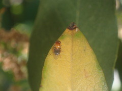 Thaumatomyia rubida