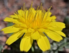 Malacothrix fendleri