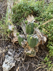 Trichocereus