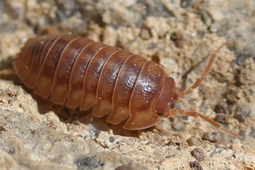 Nosy Pill Woodlouse, photo 10 of 10